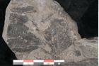 Foto (Detailansicht) von Taeniopteris haidingeri Ettingshausen (NHMW-GEO-2024-0188-10492)